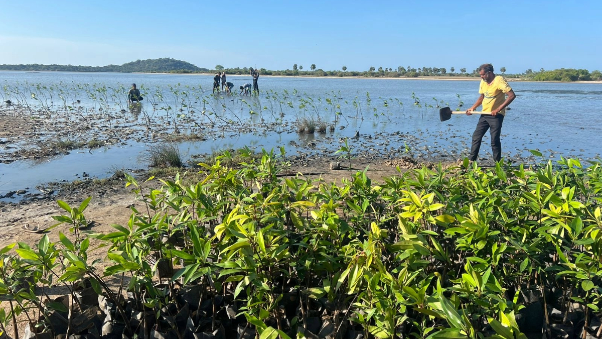 RYTHM Leads Transformative Mangrove Restoration Project in Sri Lanka